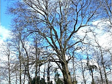 Venta / Casa / Pitrufquén