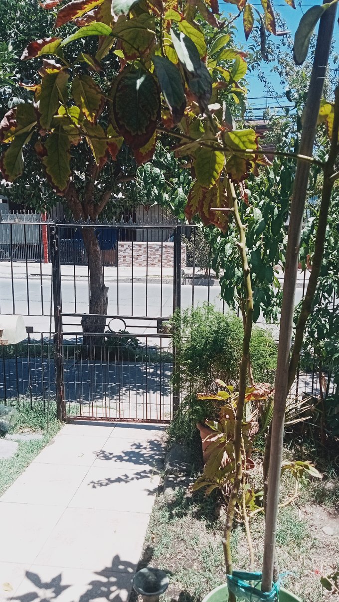 Antejardín