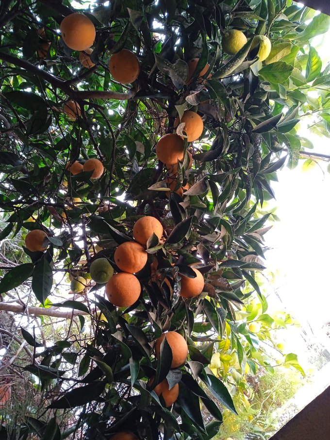 Árboles frutales