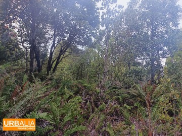 Imagen 6