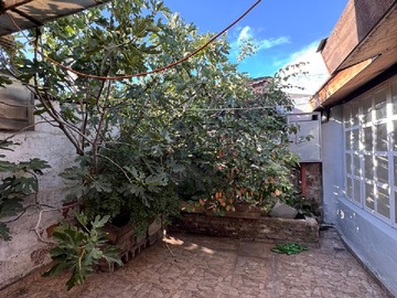 Plantas frutales patio trasero