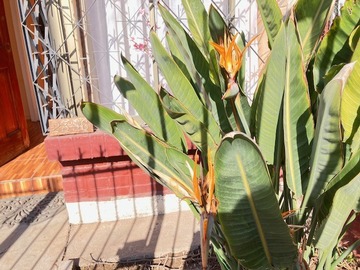 Venta / Casa / San Bernardo