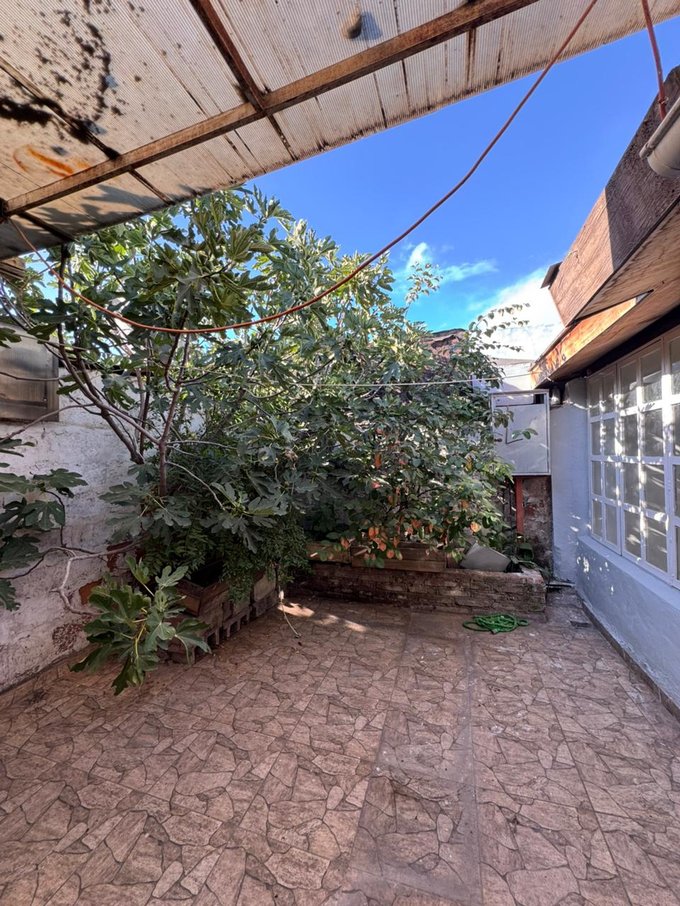 Plantas frutales patio trasero