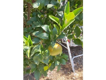 Venta / Casa / San José de Maipo