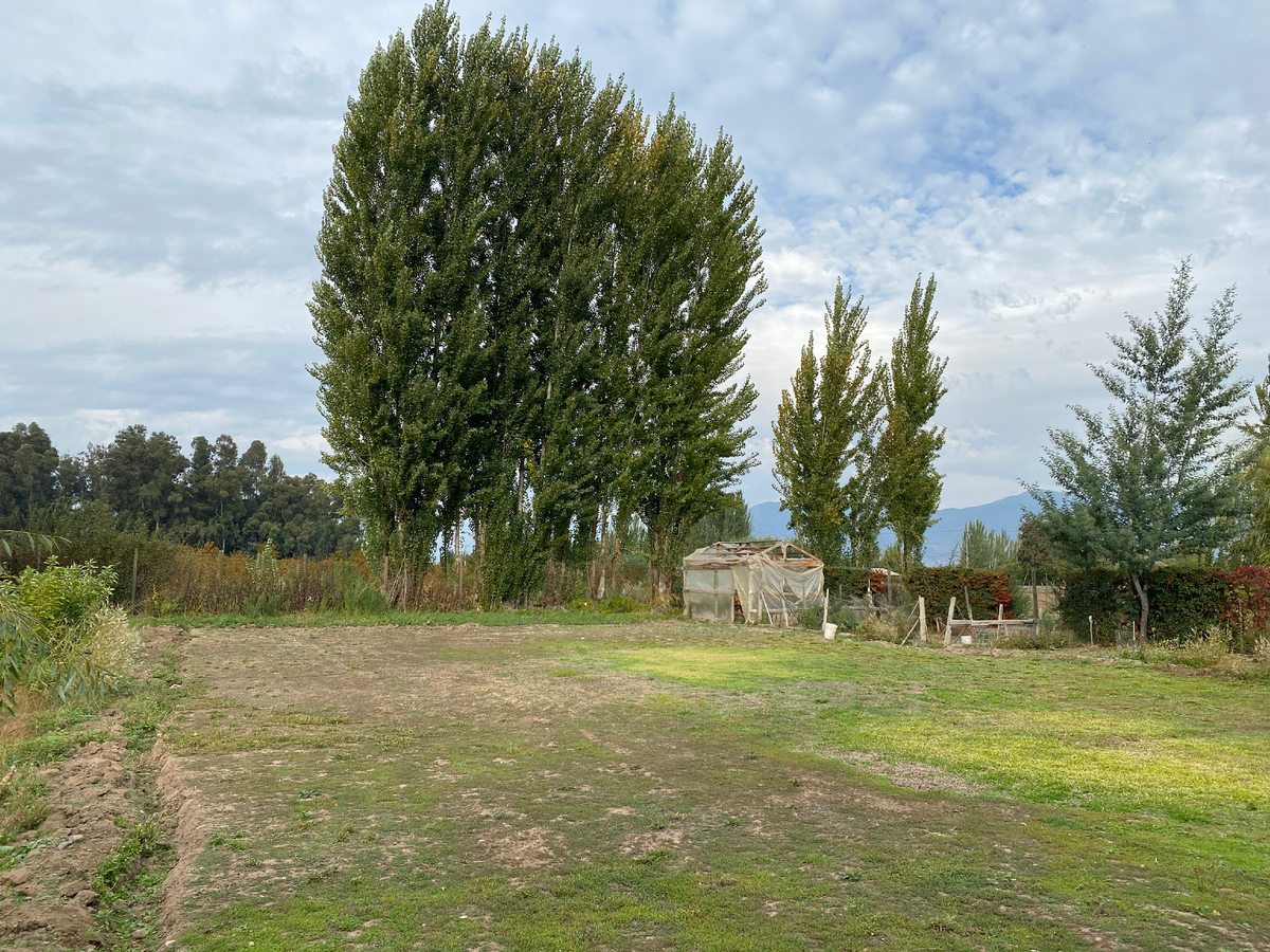 Patio Trasero