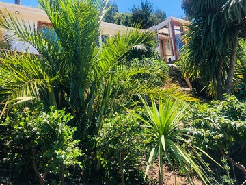 Jardín soleado de palmeras