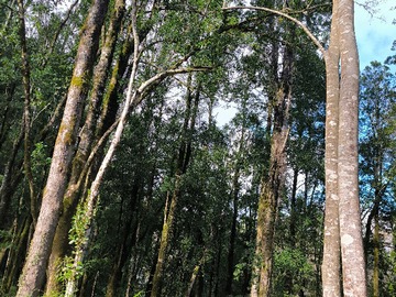 Venta / Casa / Valdivia