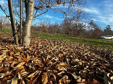 Castaños
