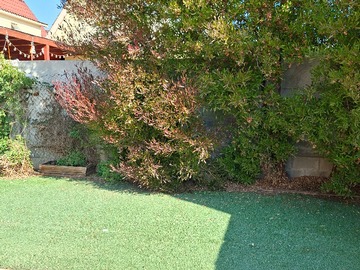 Patio trasero