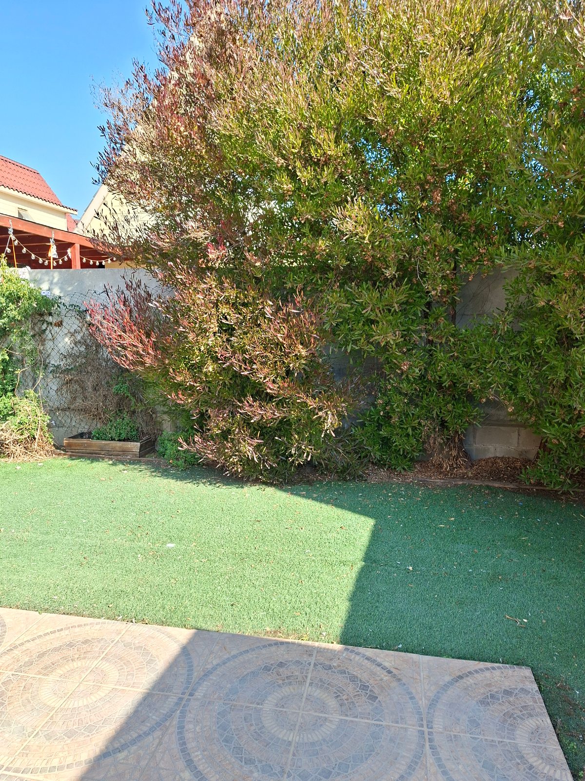Patio trasero