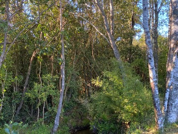 Estero y bosque nativo