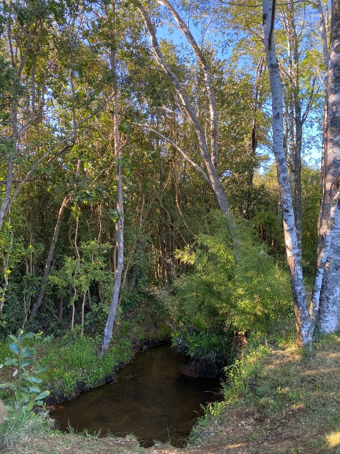 Estero y bosque nativo