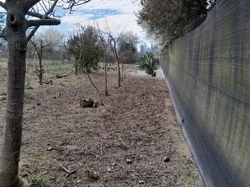 Imagen 11