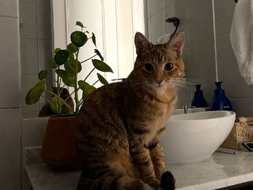 Baño principal