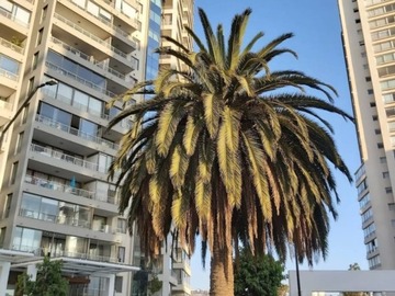 Venta / Departamento / Viña del Mar