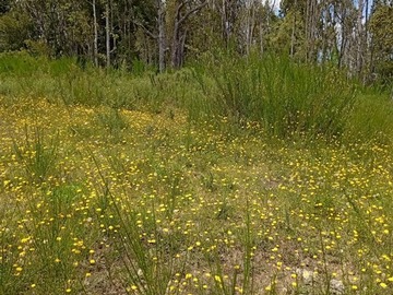 Venta / Parcela / Ancud