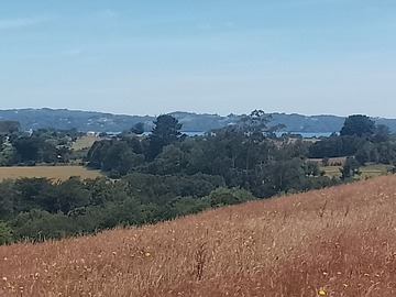 Venta / Parcela / Ancud