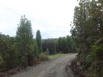 Venta / Parcela / Ancud