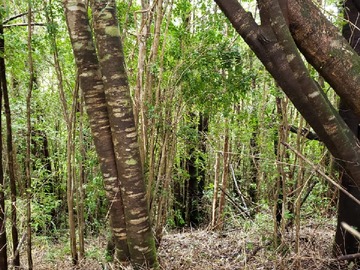 Imagen 4