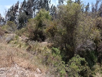 Imagen 21