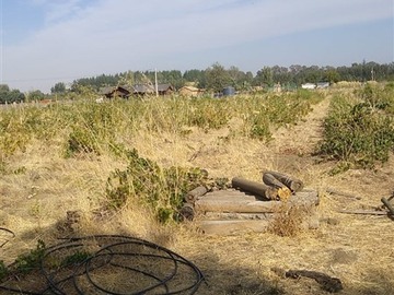 Venta / Parcela / Bulnes