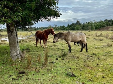 Venta / Parcela / Calbuco