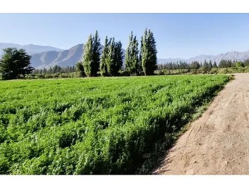 Actualmente en producción de alfalfa