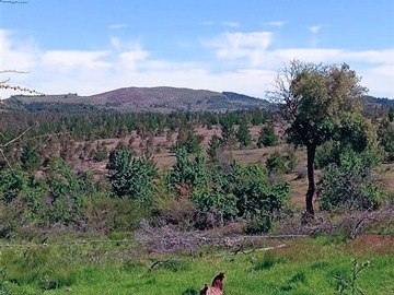 Venta / Parcela / Cauquenes