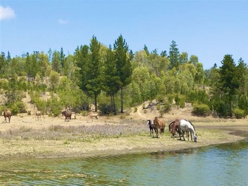 Venta / Parcela / Cauquenes