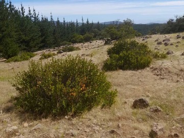Imagen 19