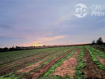 Venta / Parcela / Chillán