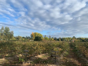 Venta / Parcela / Chillán