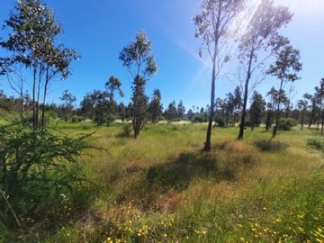 Venta / Parcela / Chillán