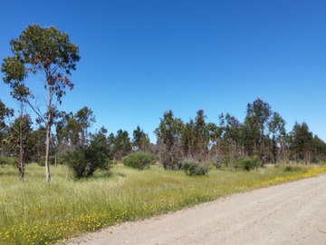 Venta / Parcela / Chillán