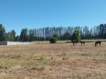 Venta / Parcela / Chillán