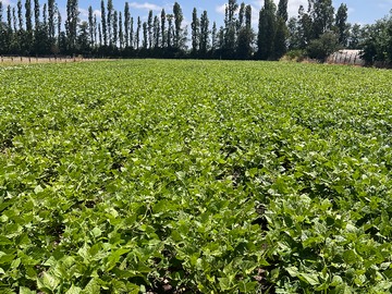 Venta / Parcela / Chimbarongo
