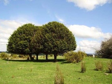 Venta / Parcela / Chonchi