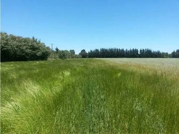 Venta / Parcela / Coihueco