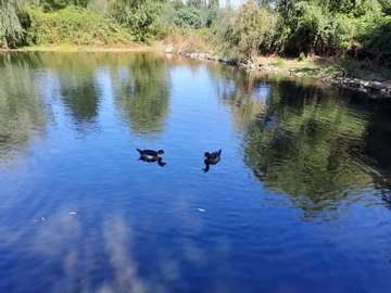 Venta / Parcela / Coihueco