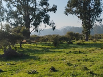Imagen 7