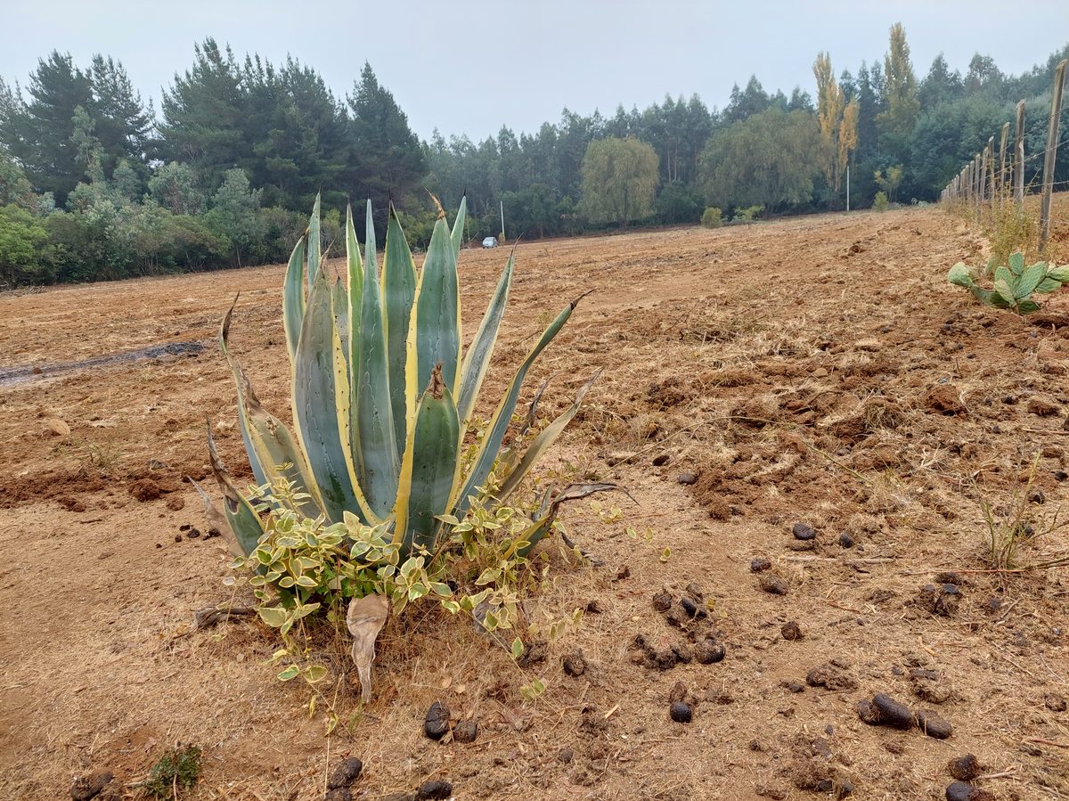 Vista desde colinde este