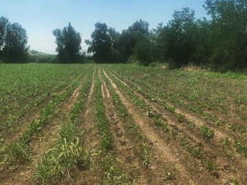 Venta / Parcela / Colina