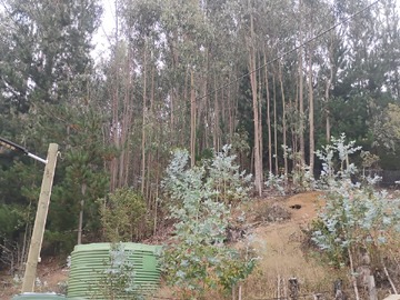 Imagen 5
