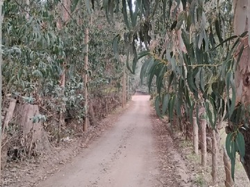 Venta / Parcela / Constitución
