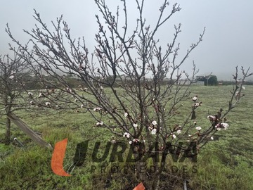 Imagen 17