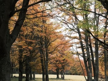 Venta / Parcela / Coyhaique