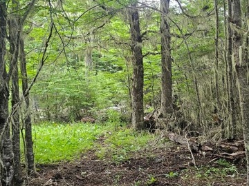 Venta / Parcela / Coyhaique