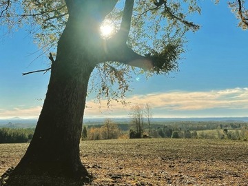 Venta / Parcela / Curacautín