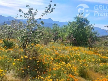 Venta / Parcela / Curacaví