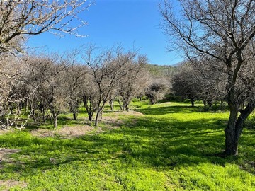 Venta / Parcela / Curacaví